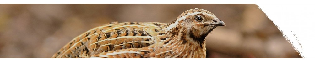 Common quail