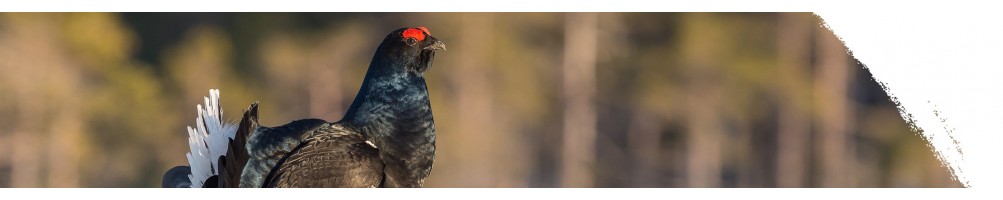 Black grouse
