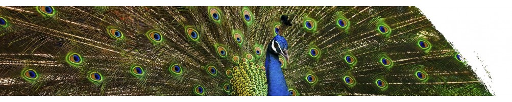 Blauer Pfau