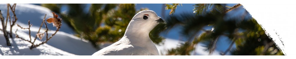 Willow ptarmigan