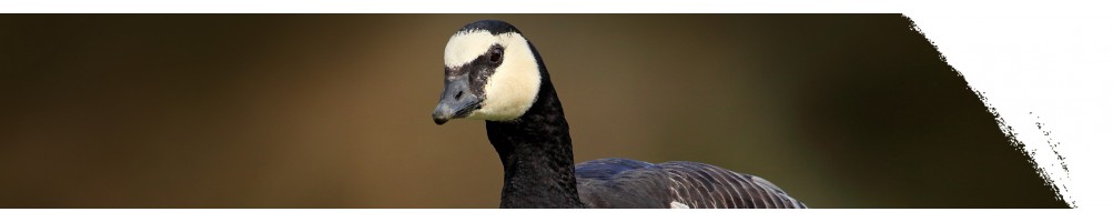 Barnacle goose
