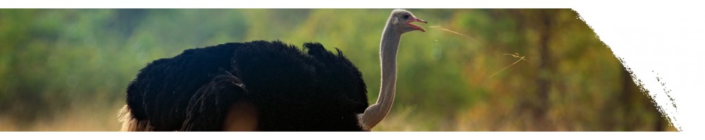 Common ostrich