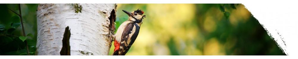 Great spotted woodpecker