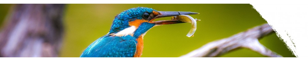 Eisvogel