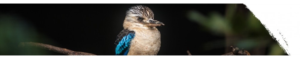 Kookaburra modrokrídla