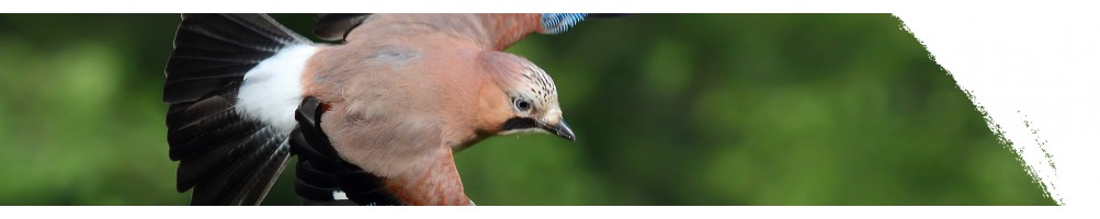 Eurasian jay
