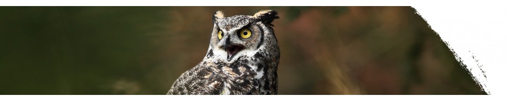 Great horned owl
