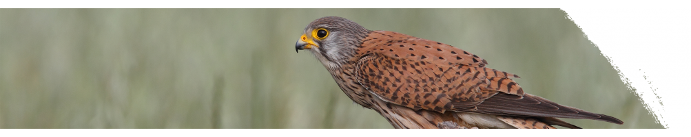 Lesser kestrel