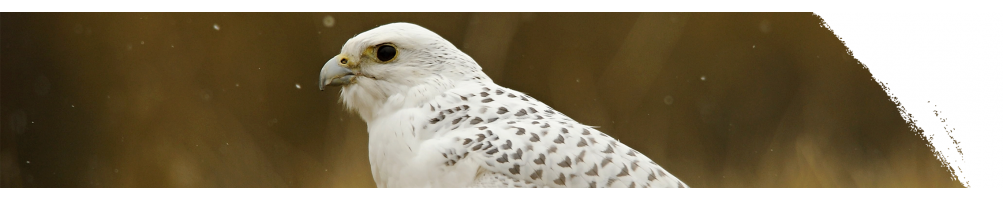 Gerfalke