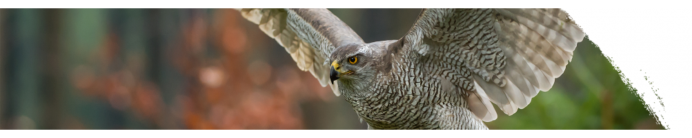 Northern goshawk