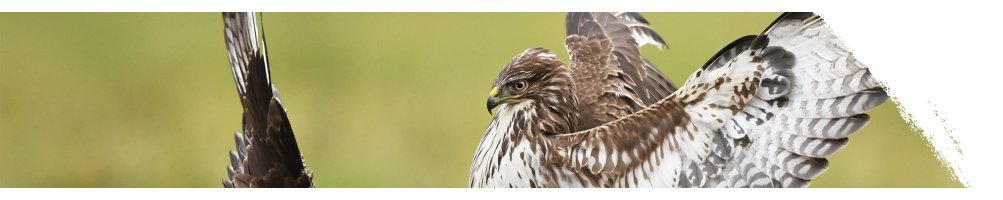Common buzzard