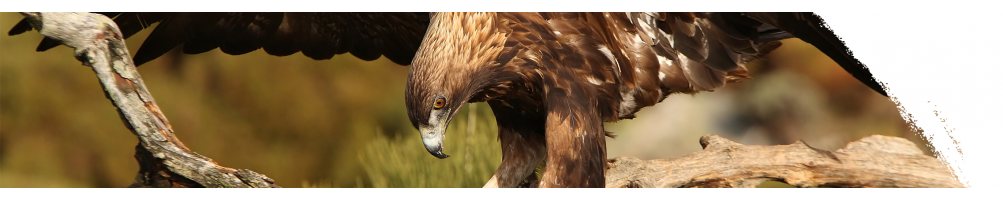 Golden eagle