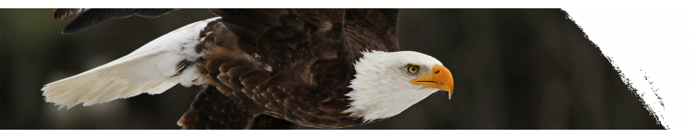 Bald eagle