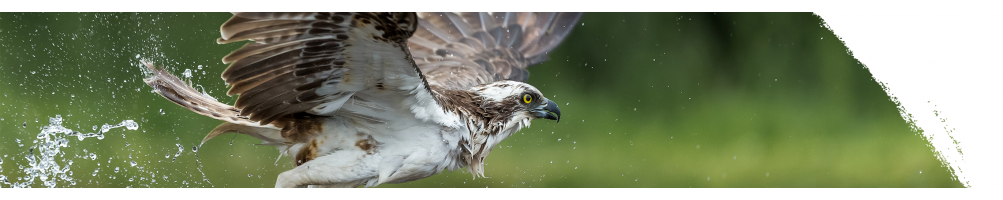 Osprey