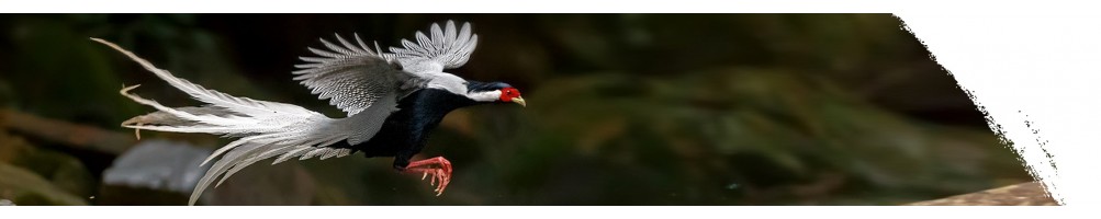 Silver pheasant