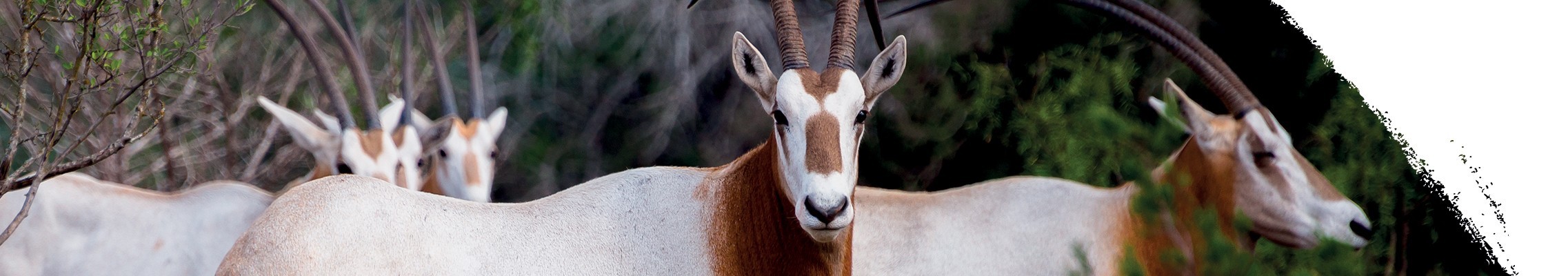 Сахарский орикс