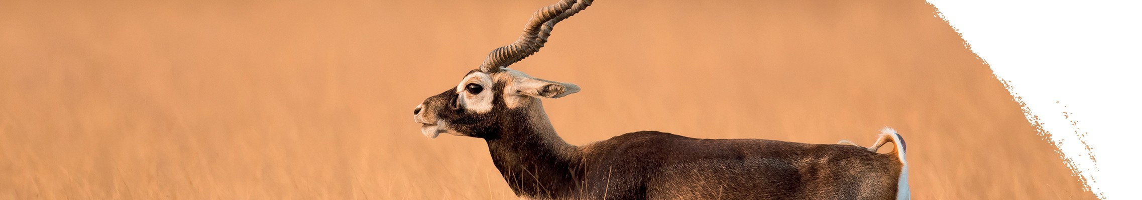 Antilopa jelení