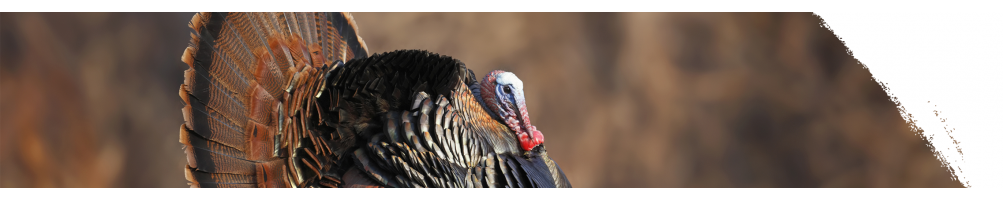 Wild turkey