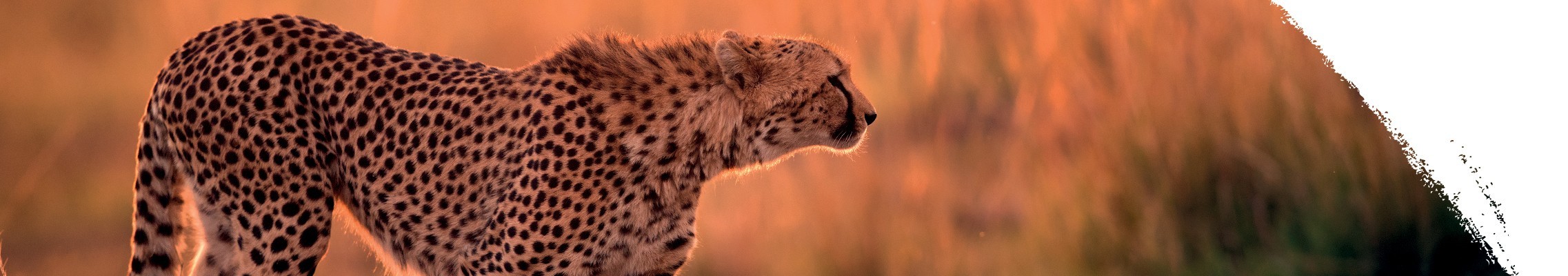 Gepard štíhly