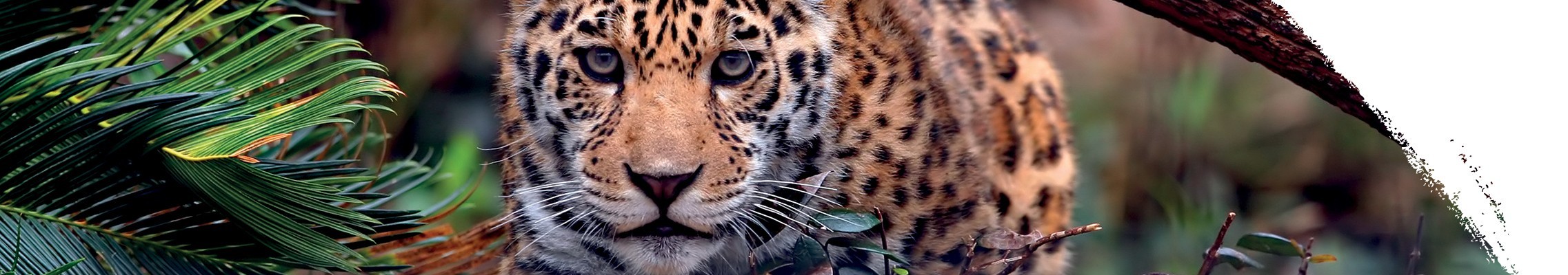 Jaguar amerykański