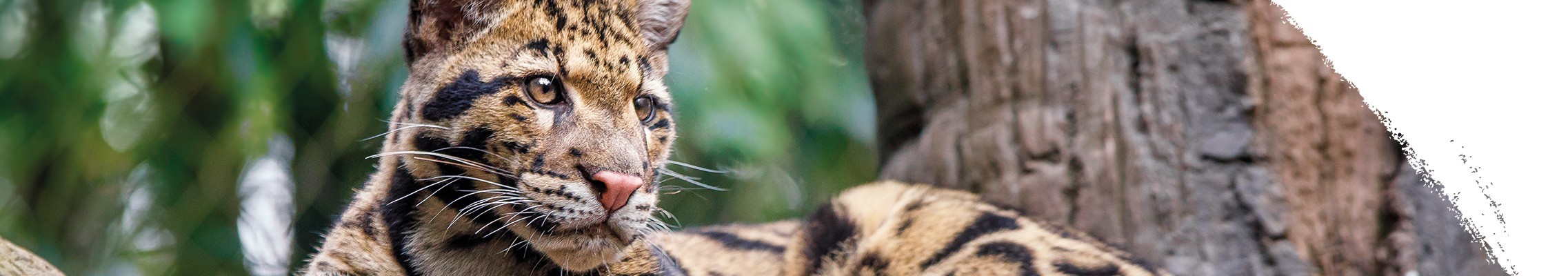 Levhart obláčkový