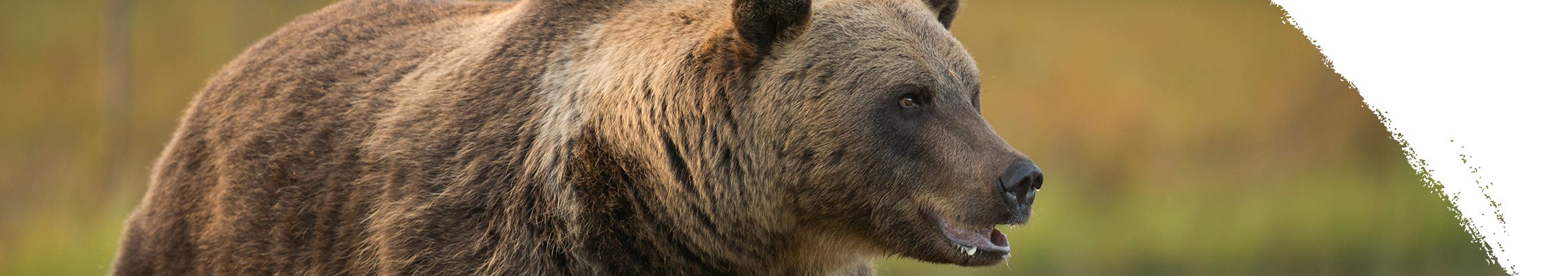 Niedźwiedź brunatny