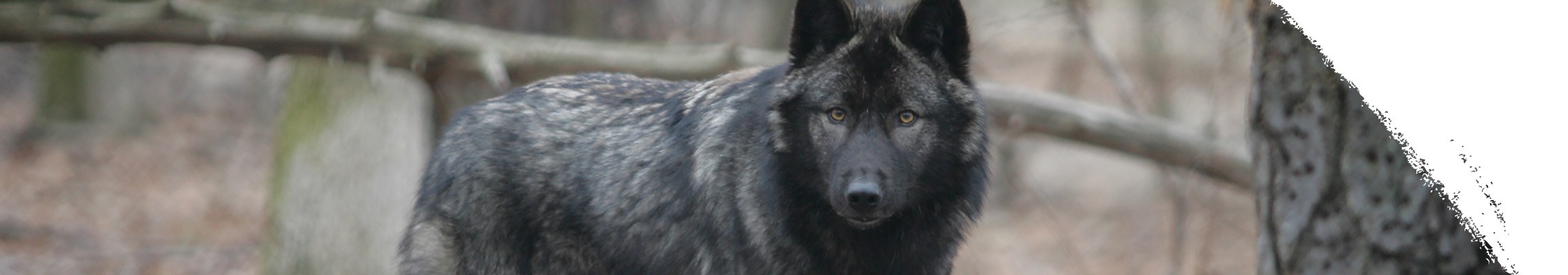 Black wolf